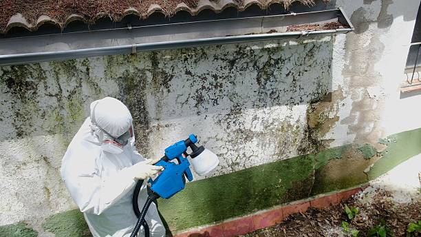 Trusted Mold Remediation service in Laingsburg, MI - Cheap Mold Removal